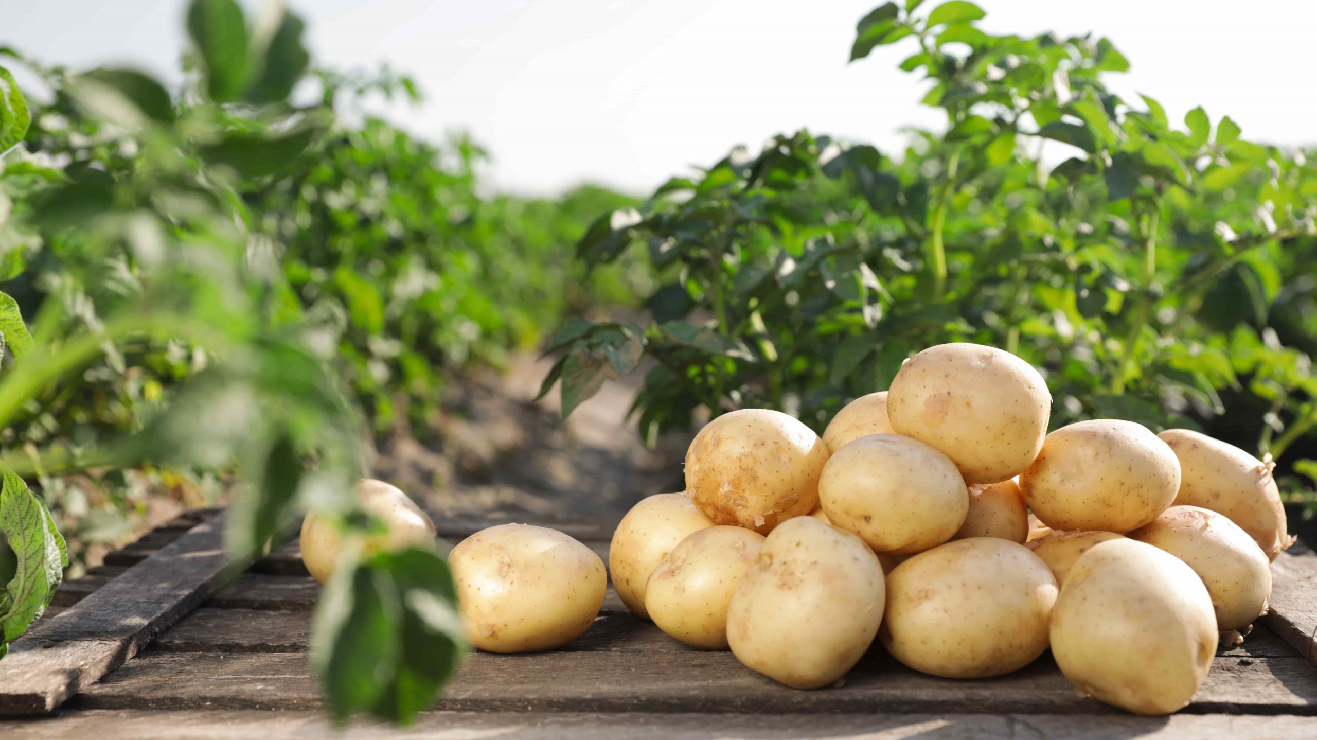 potato